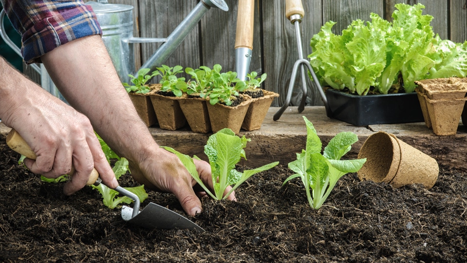 Tyrolit Schleifsteine Garten TYROLIT Life Schleifsteine Garten